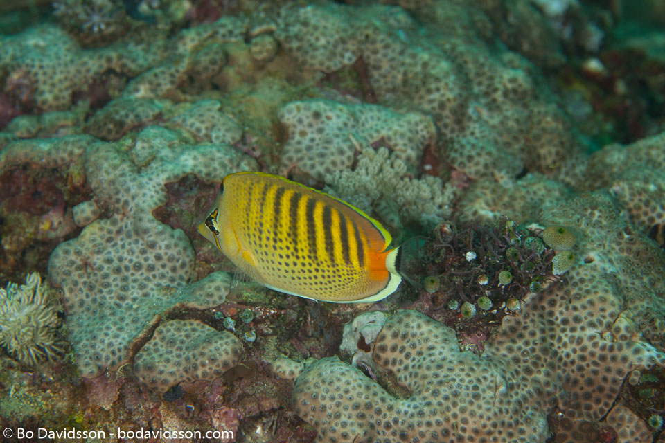 BD-110314-Puerto-Galera-3558-Chaetodon-punctatofasciatus.-Cuvier.-1831-[Spotband-butterflyfish].jpg